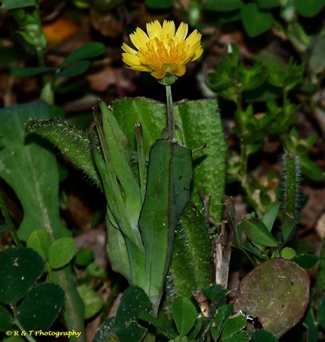 {Krigia cespitosa}